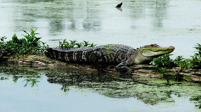 POLICIJA ZATEKLA STRAVIČAN PRIZOR: Muškarca na jezeru raskomadali aligatori!