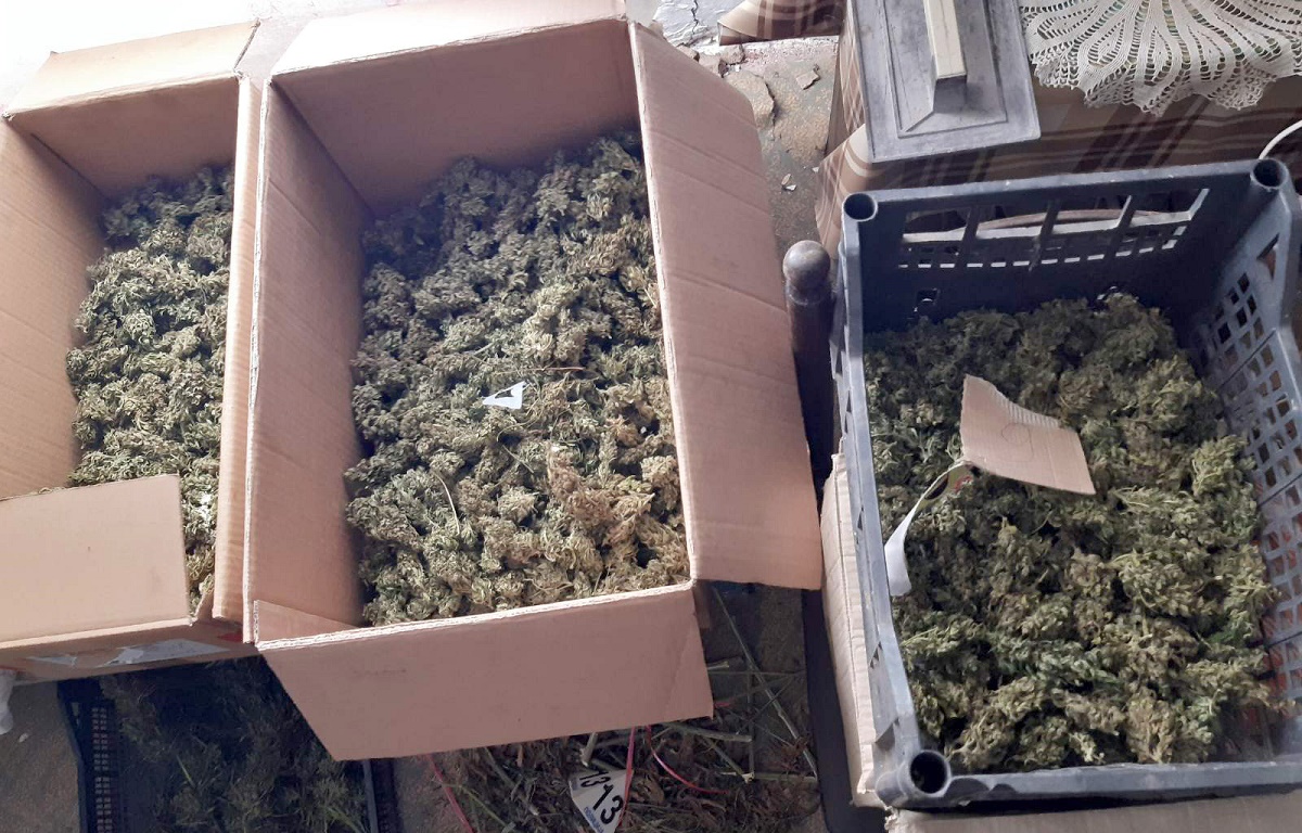Policija je prilikom pretresa salaša u okolini Donjeg Milanovca pronašla skoro 21 kilogram marihuane
