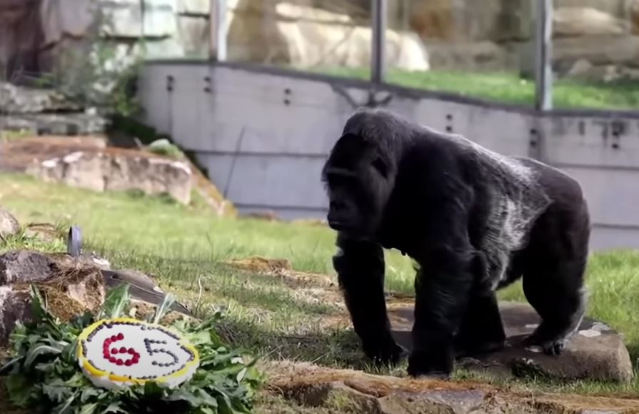 NAJSTARIJA GORILA NA SVETU PROSLAVILA JUBILARNI ROĐENDAN! Poklon čuvara zoološkog vrta ju je oborio s nogu! (VIDEO)