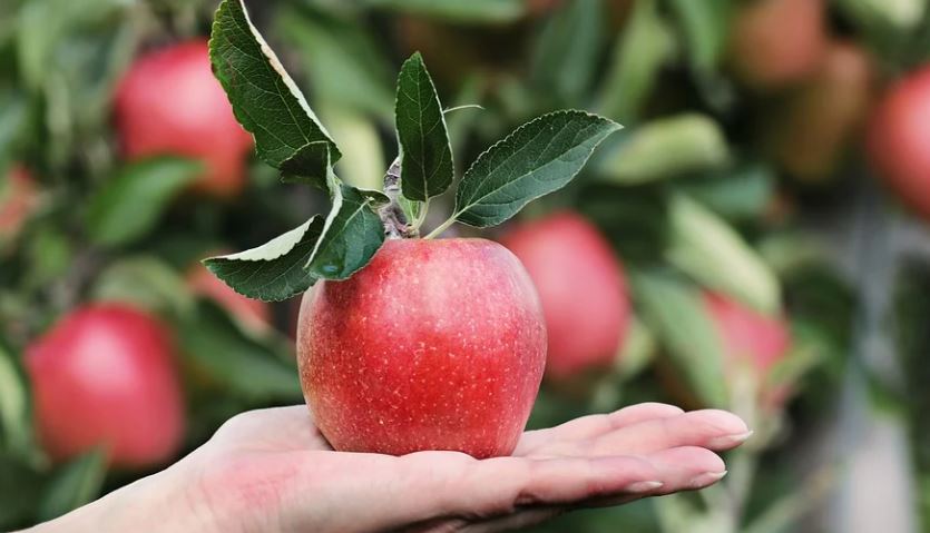 ZA METABOLIZAM, ŽELUDAC: Skuvajte čaj od kore jabuke