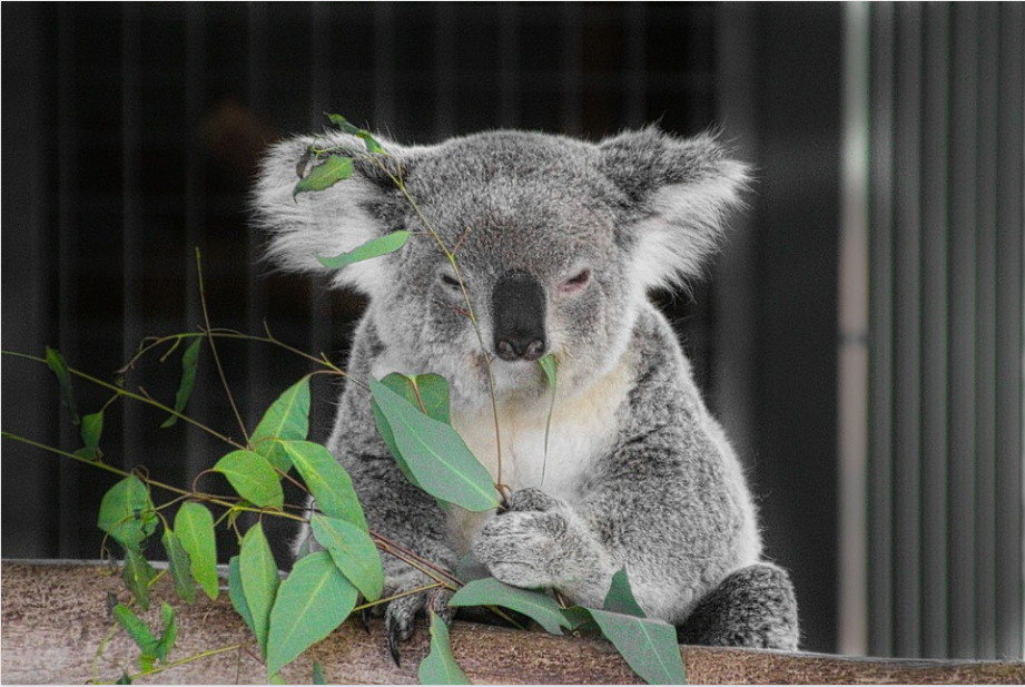 Australija odvojila jos 35 miliona dolara za spas koala