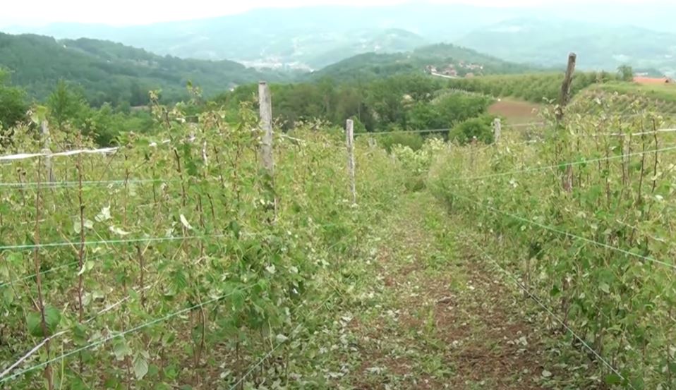 OLUJNO NEVREME U IVANJICI I ARILJU: Obilne kiše potopile puteve i uništile malinjake