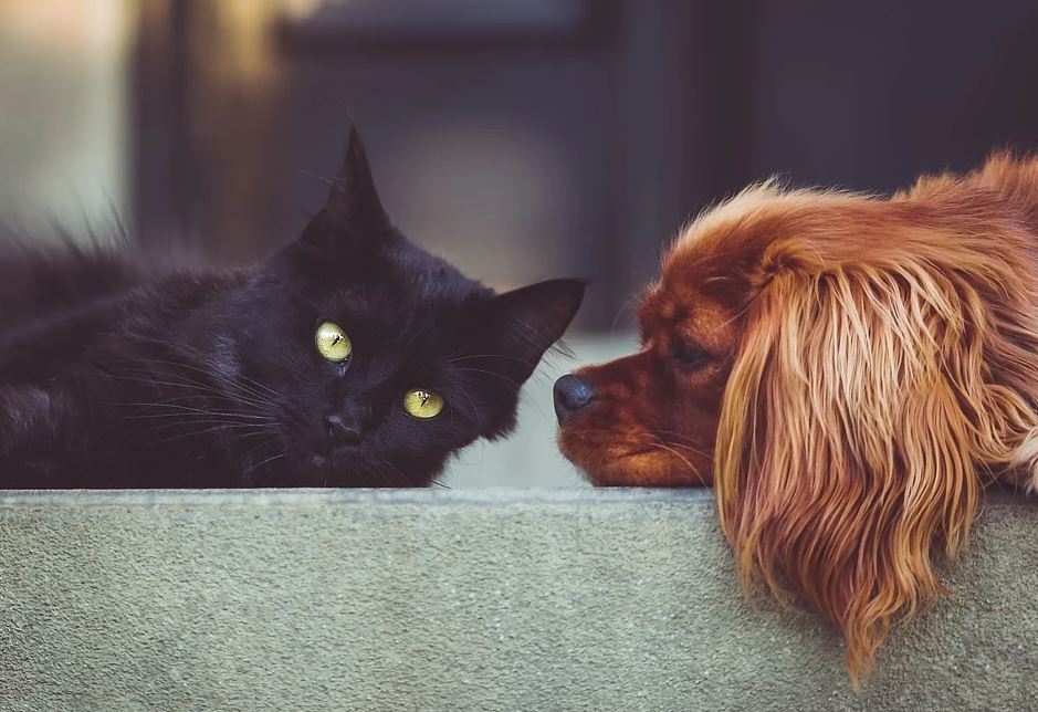 PET TAJNI VAŠEG KUĆNOG LJUBIMCA: Šta znači kad vas mačka gleda pravo u oči i da li je pas srećan kad maše repom