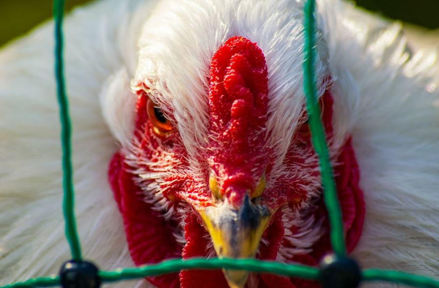 EPIDEMIJA H5N1 U RUMUNIJI Ptičiji grip na jednoj farmi na jugu zemlje