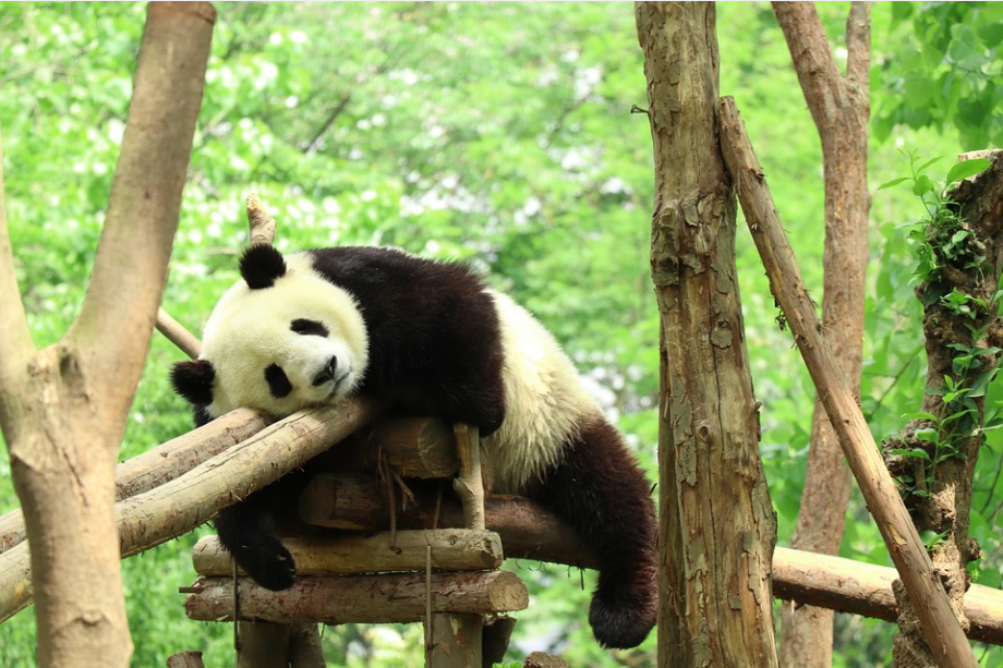 ŠTA TO RADI PANDA? Da ne verujete… (VIDEO)