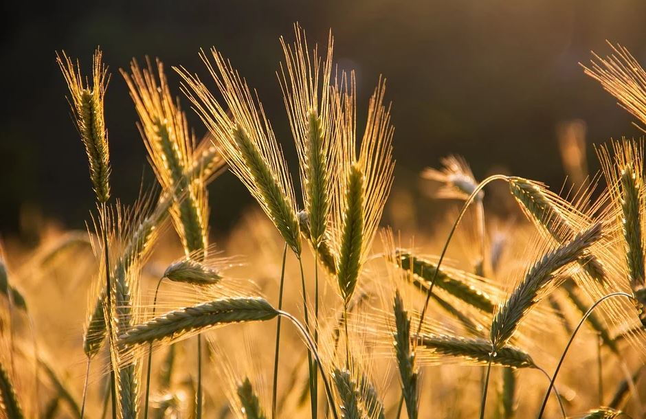 SPORAZUM O IZVOZU ŽITARICA NAPRAVIO KOLAPS: Cena pšenice na svetskom tržištu skočila u nebo!