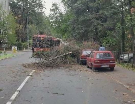 UŽAS U BEOGRADU: Stablo palo na autobus! (FOTO)