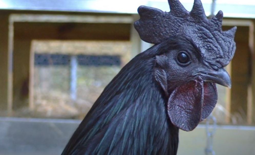 HOLANDIJA: Otkriven ptičji grip na farmi pilića