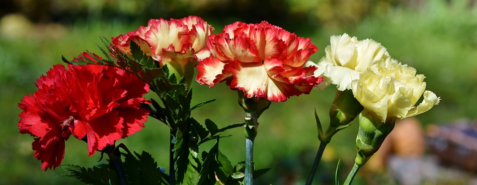 Karanfil: Cvet sa posebnim značenjem za žene