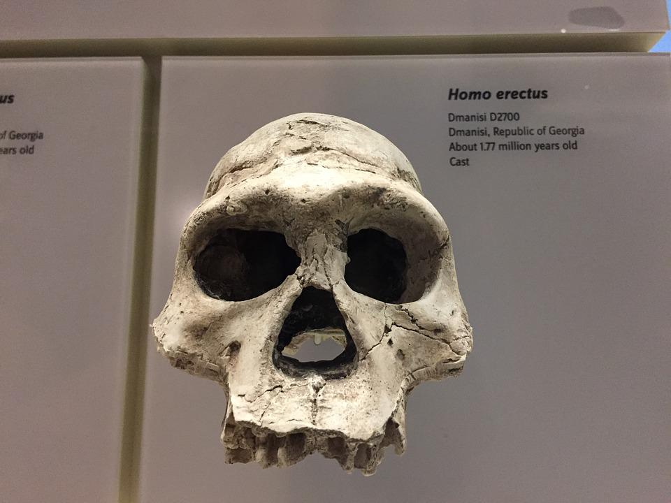 NEVEROVATNO OTKRIĆE! Arheolozi u Gruziji pronašli zub star 1