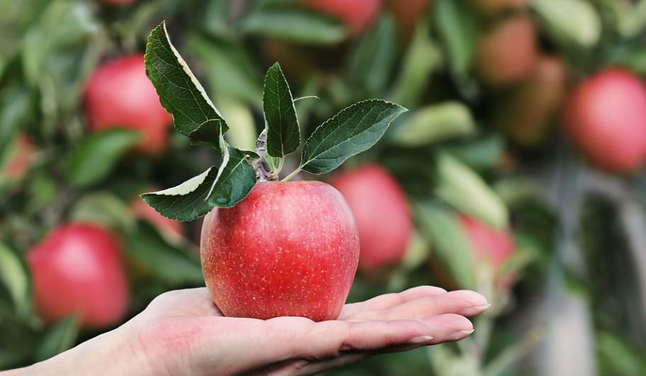 OMILJENO VOĆE OTKRIVA VAŠ KARAKTER: Jabuke obožavaju vesele i srdačne osobe