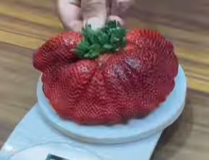 NOMINOVANA ZA GINISA! Ovo je najveća JAGODA na svetu, teška je skoro 300 grama i izgleda tako sočno (VIDEO)