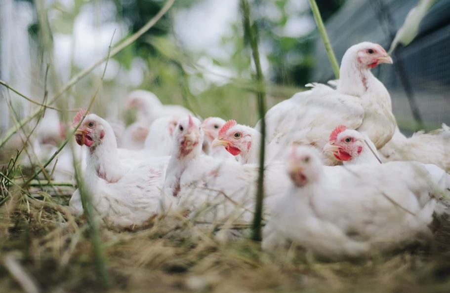 OPASAN SOJ PTIČJEG GRIPA U HOLANDIJI! Uništeno 25.000 zaraženih kokošaka