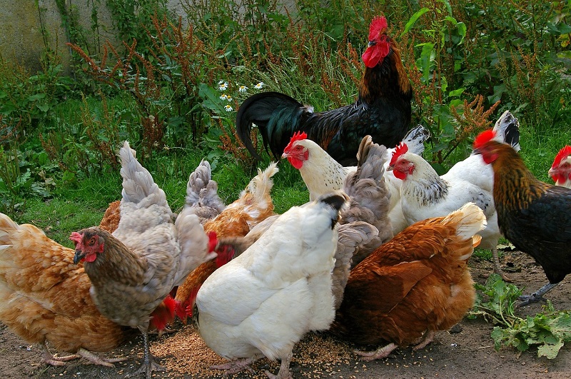 IZNENADIO I NAUČNIKE: Farmer u kokošinjcu uhvatio stvorenje koje nije viđeno 130 godina! (FOTO)