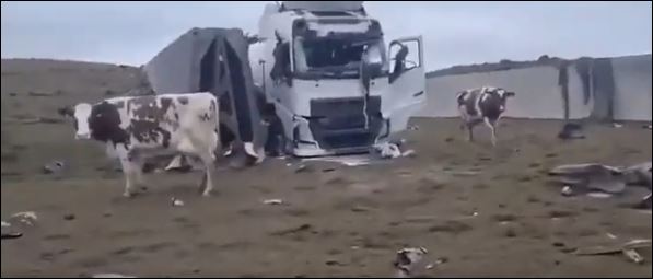 RUSI BOMBARDOVALI FARMU MLEKA KOD HARKOVA: Izbezumljene krave lutaju po ruševinama (VIDEO)