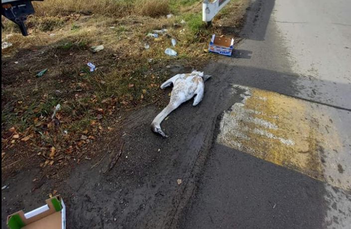 PRETI NOVI TALAS PTIČJEG GRIPA? Pronađeni uginuli labudovi u Borči! (FOTO)