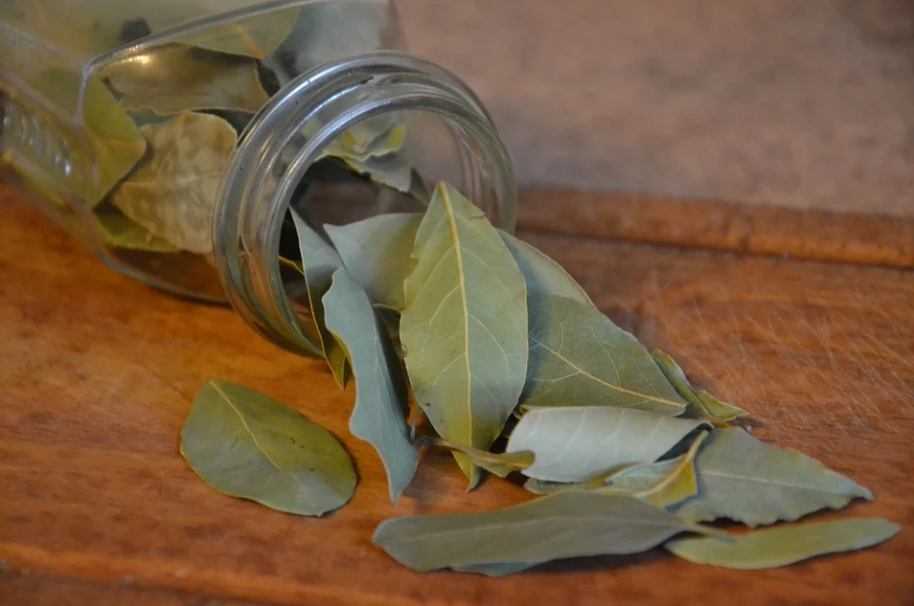 DRAGOCENI LEK IZ PRIRODE: Lovorov list prelijte maslinovim uljem, eliksir koji ne smete da ne napravite