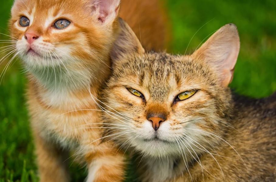 LJUDI GLEDAJU OVAJ SNIMAK IZNOVA I IZNOVA: Mačke su prišle jedna drugoj