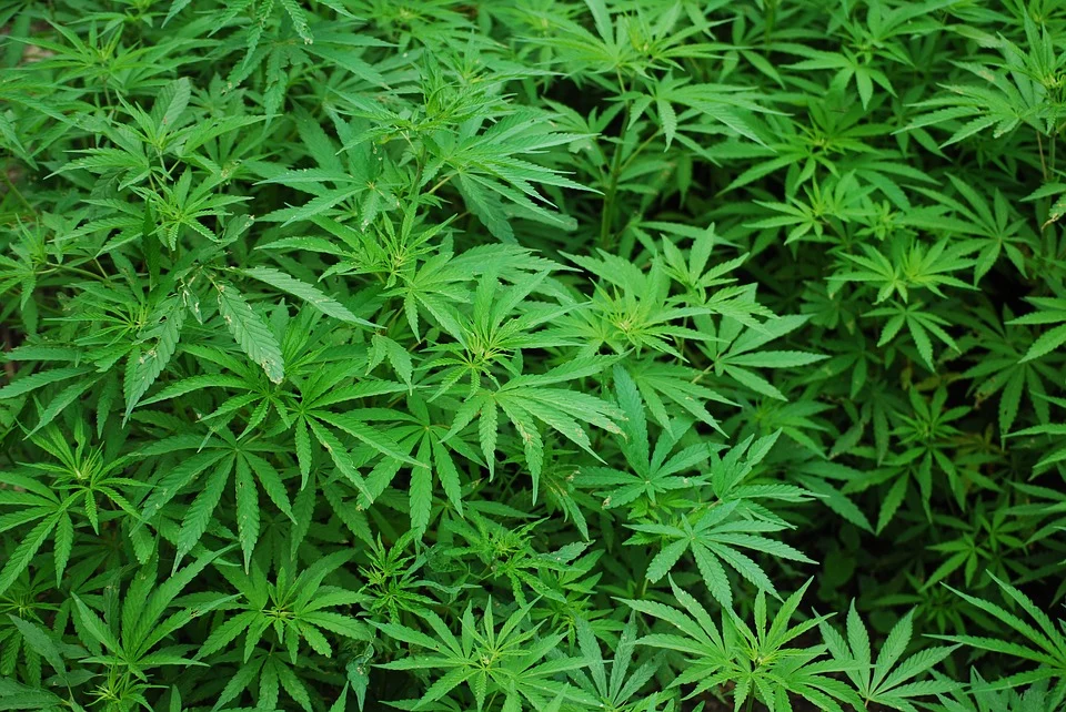 Policija uhapsila muskarca zbog 1,2 kilograma biljke za koju se sumnja da je marihuana