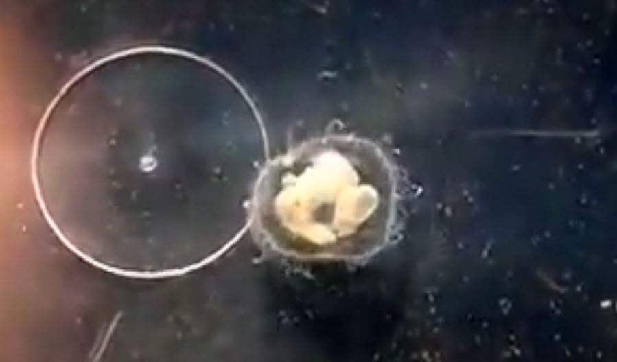 ŠTA AKO STIGNU U SRBIJU? Meduze iz najveće kineske reke otkrivene u Savi! (VIDEO)