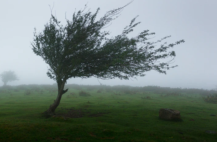 HAOS ŠIROM SRBIJE: Olujni vetar nosi krovove, drveće –  najkritičnije u okolini Nove Varoši