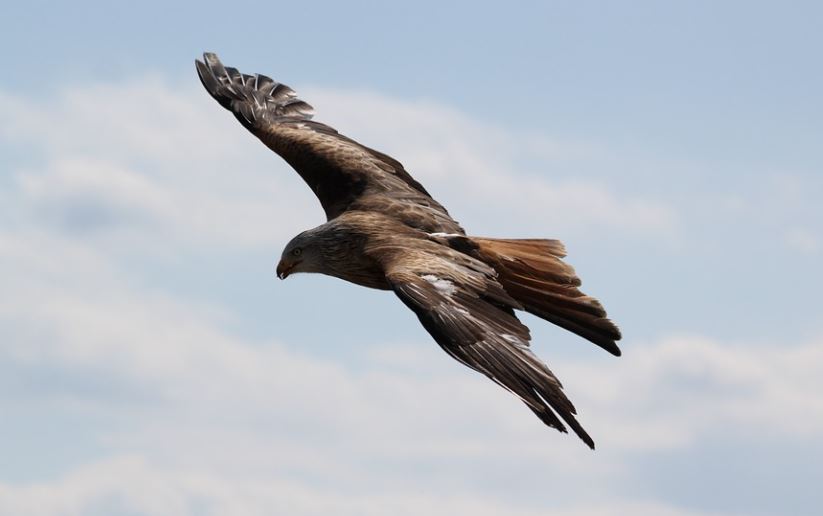 POVRATAK RETKE VRSTE PTICA U BANAT: Pronađen novi par orla krstaša