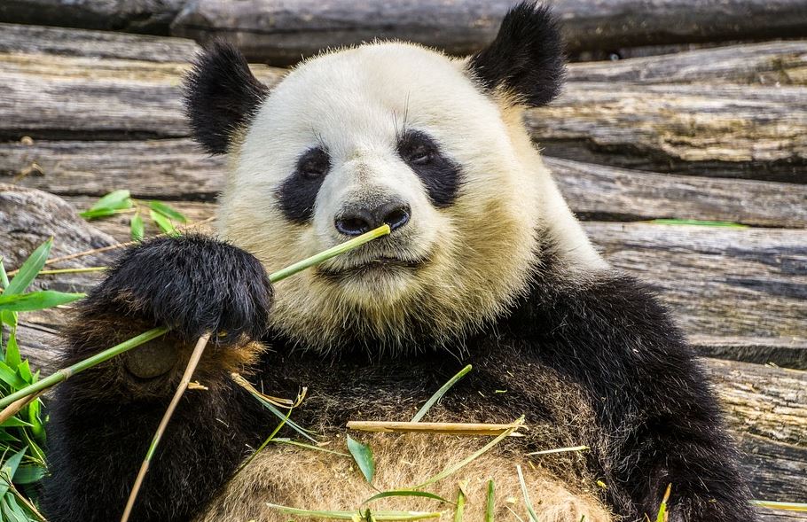 ŽIVAHNE DŽINOVSKE PRINOVE! Mladunci pande odlično napreduju u francuskom zoo vrtu!