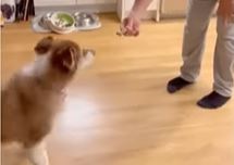 UVESELIĆE VAM DAN OVAJ RAZMAŽENKO! Pas ne želi da jede dok mu se ne priredi magični šou! (VIDEO)