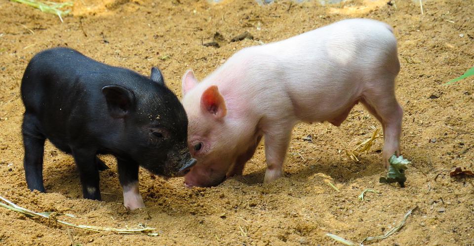 Kineski naučnici klonirali svinju pomoću veštačke inteligencije