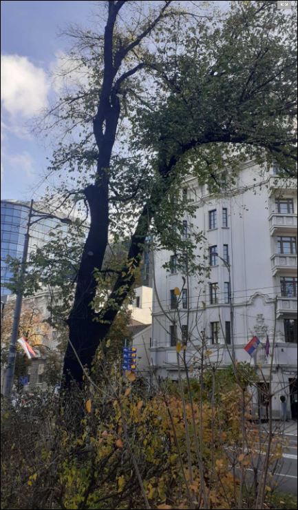 ZA BOLJI IZGLED PIONIRSKOG PARKA: Sutra orezivanje drveća neposredno uz ulicu kneza Miloša!