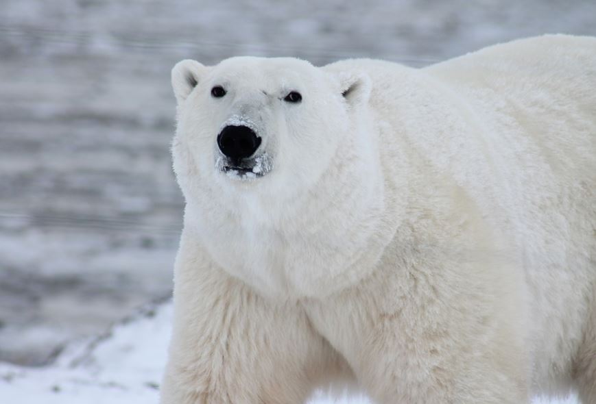Manje polarnih medveda u ruskim arktičkim selima