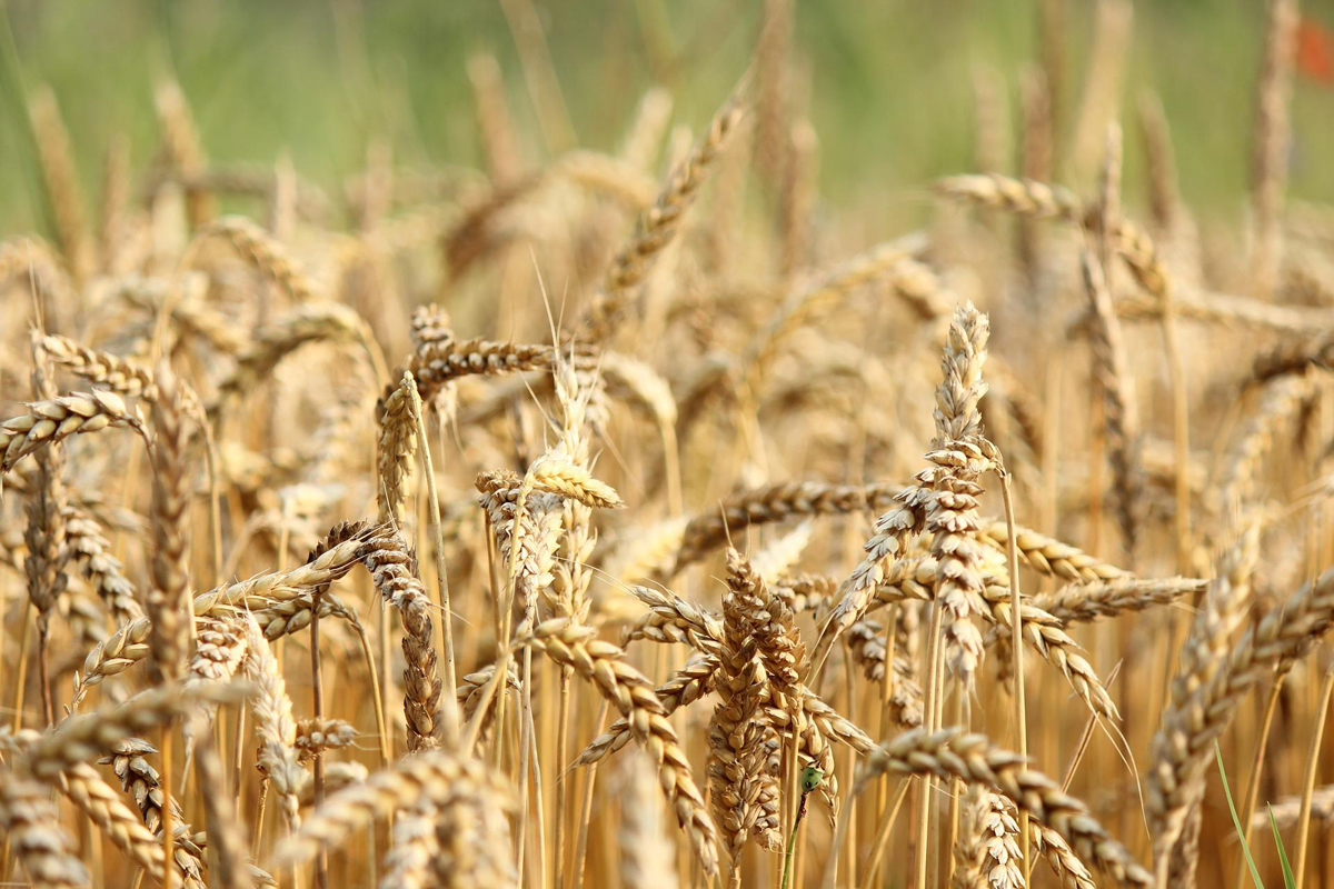 Skočila cena pšenice i kukuruza