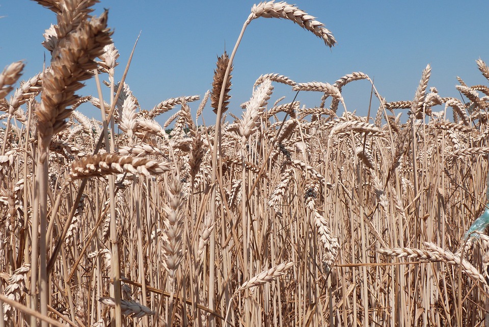 U Srbiji proizvedeno 10,9 odsto više pšenice nego lane