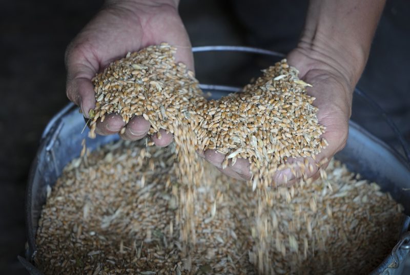 Rusija uskoro počinje besplatne isporuke žita afričkim zemljama