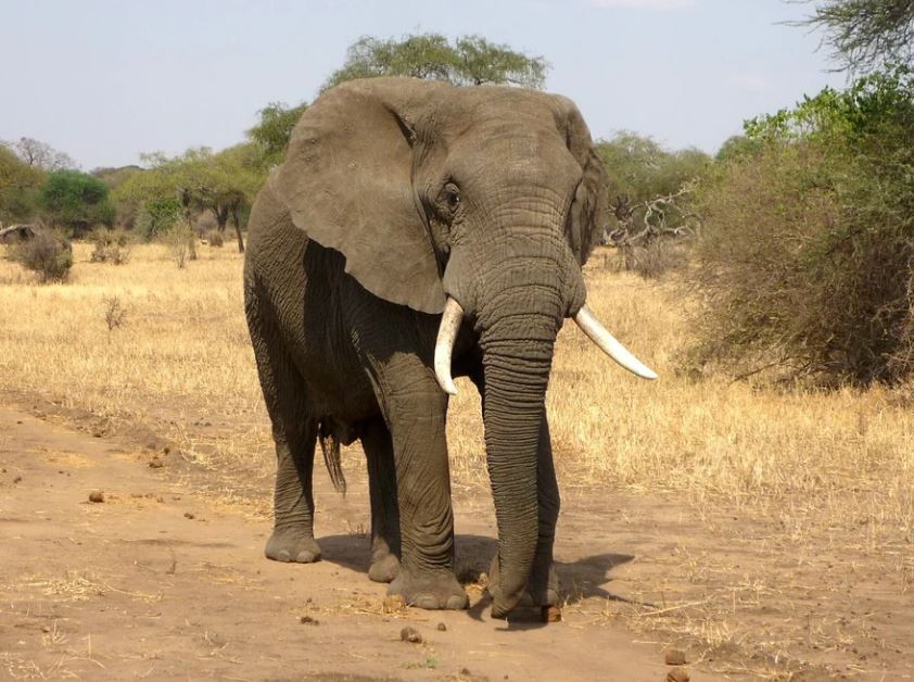 POMOR VIŠE OD 1.000 DIVLJIH ŽIVOTINJA U KENIJI: Među njima slonovi i ugrožene vrste zebri