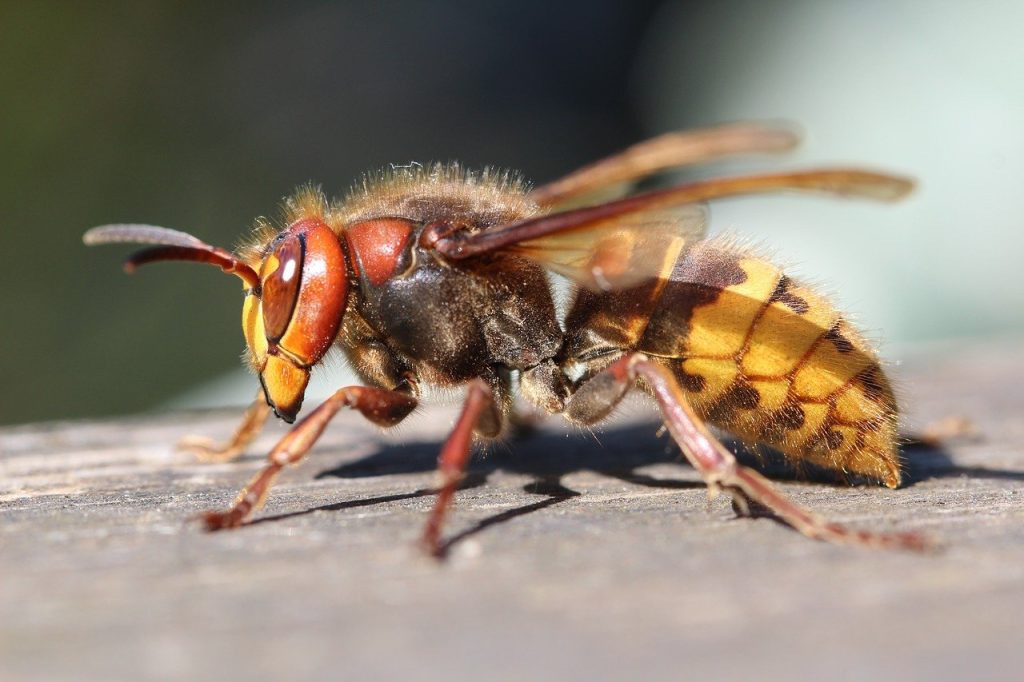 ALERGOLOG OTKRIVA: Zašto su opasne alergije na ubod insekata i kako da ih sprečimo