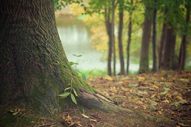 BEOGRAD: Od ponedeljka uklanjanje suvih stabala u parkovima