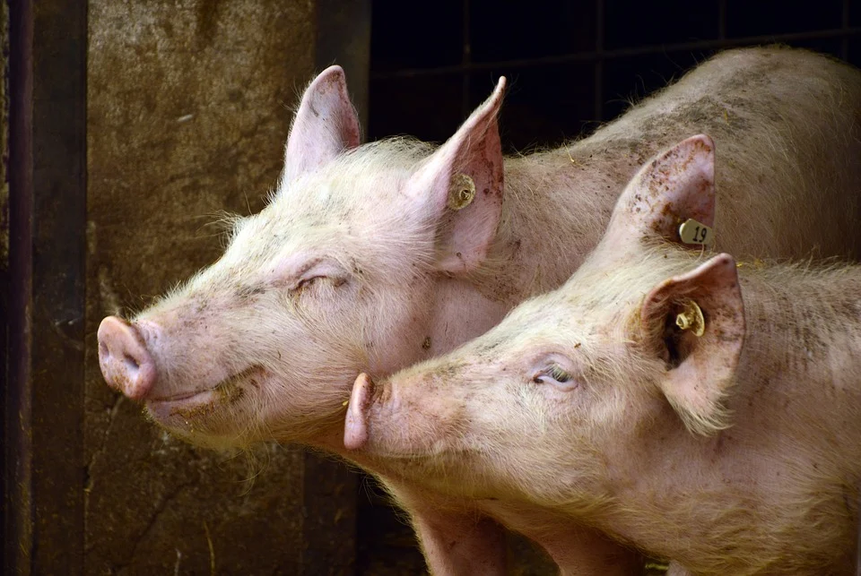 Šta su „DIGITALNE“ svinje koje gaje Hrvati? Ugoje se 100kg za 30 meseci