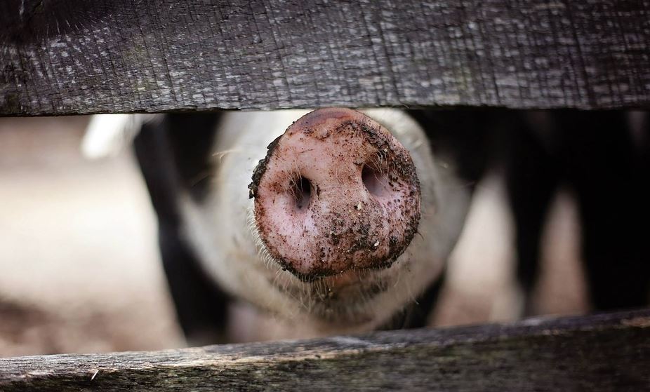 Rumunija: Aktivno 170 žarista afričke svinjske kuge