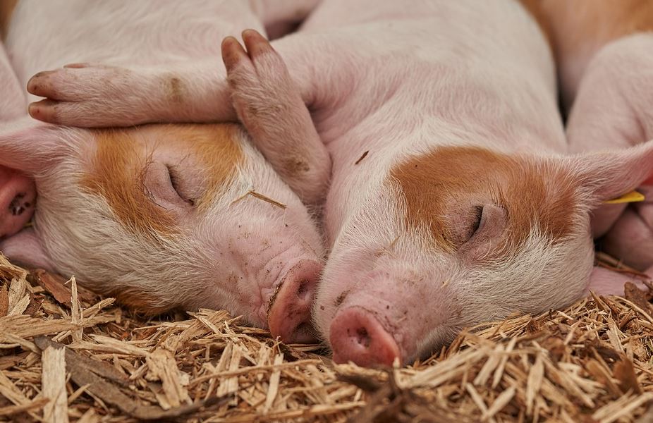 SVINJSKA KUGA I KOD KOMŠIJA: Zbog afričke kuge eutanazirano 20.000 svinja, zarazom zahvaćeno 900 farmi