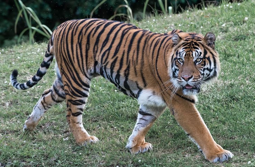 INCIDENT NA FLORIDI: Radnika Zoo vrta napao tigar