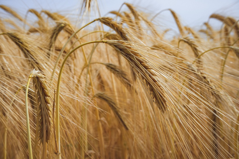 RUSIJA ĆE ISPUNITI OBEĆANJE: Milion tona ruskog žita biće dostavljeno tamo gde je najpotrebnije