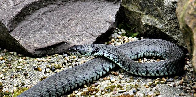 HOROR! Čitavo leglo zmija nađeno u kući u centru Čačka