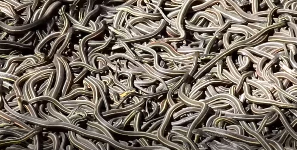 KRALJEVOM ZAVLADALA PANIKA: Najezda zmija u centru grada, pronađen poskok-kapitalac