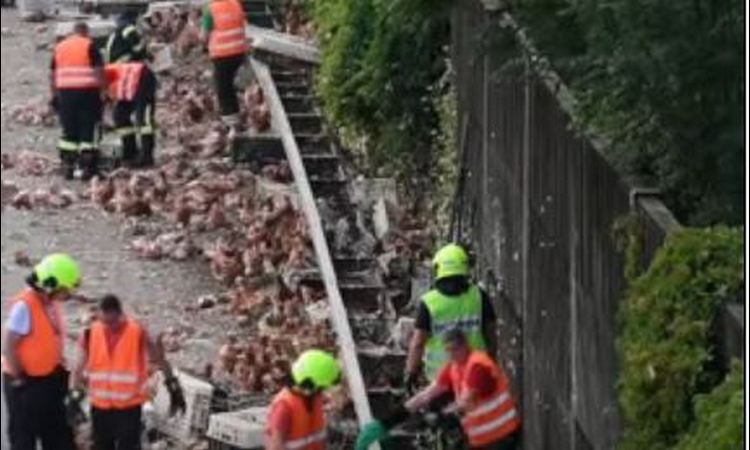 NAPRAVILE POTPUNI HAOS: Hiljade kokošaka blokiralo autoput u Austriji! (VIDEO)