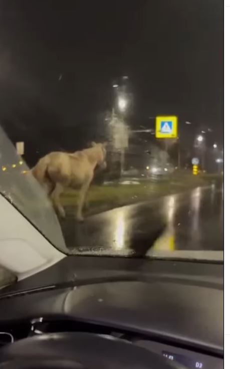 NESVAKIDAŠNJA NOĆ U BEOGRADU: Pogledajte kako je konj s Konjarnika jurio kroz grad (VIDEO)