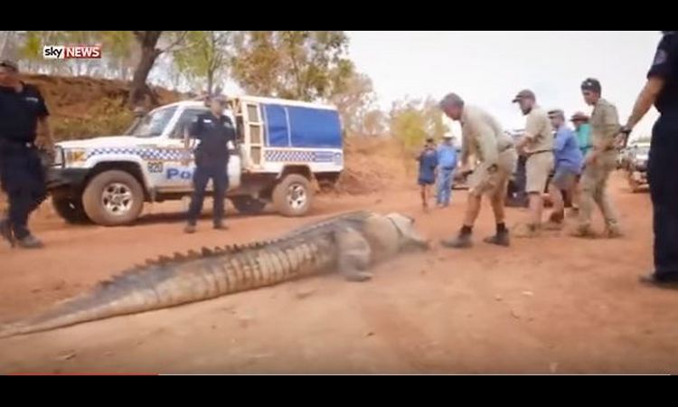 KAO NA FILMU: Pogledajte kako su sedmorica jedva ukrotili krokodila dugačkog 4 metra! (VIDEO)