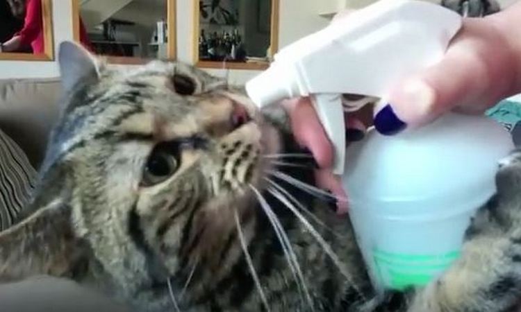 PRESLATKO: Pogledajte kako ova maca pije vodu (VIDEO)