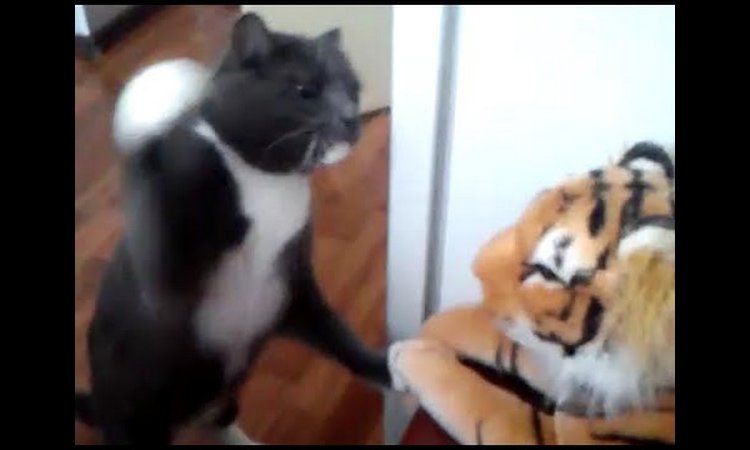 Rasplakaćete se od smeha: Mačak bokser protiv plišanog tigra (video)