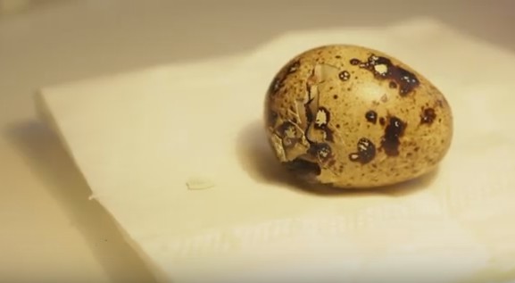 UPOZNAJTE ALBERTA: Nećete verovati ŠTA je izašlo iz ovog jajeta (VIDEO)